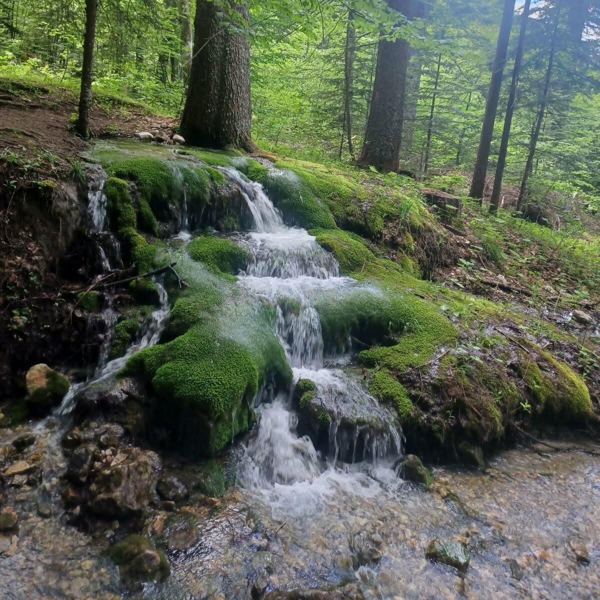 cascade de mousse Jarjatte